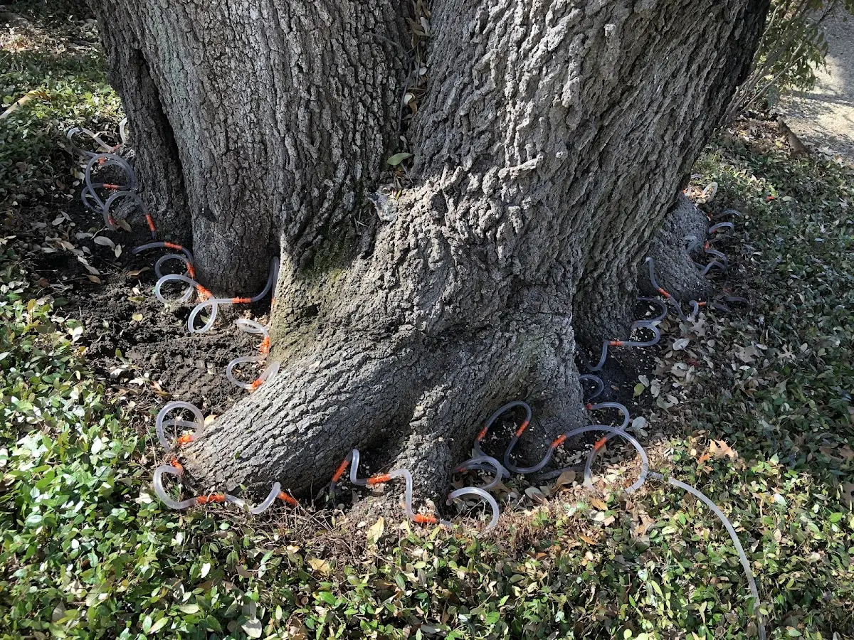 Detailed Tree Cabling and Bracing job site in Mottville